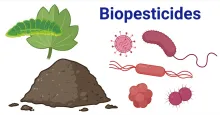 Bio-pesticides
